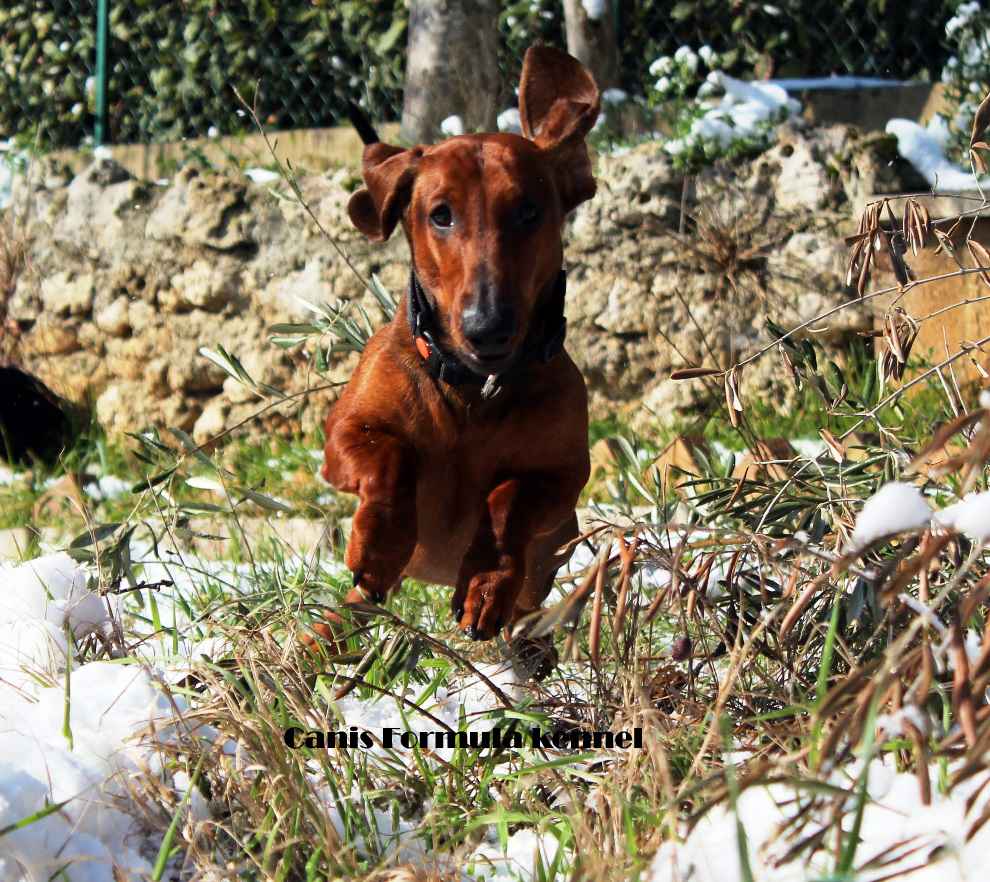 Canis Formula Ares in corsa sulla neve