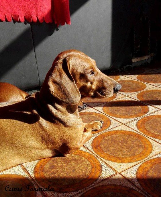 dachshund under the sun