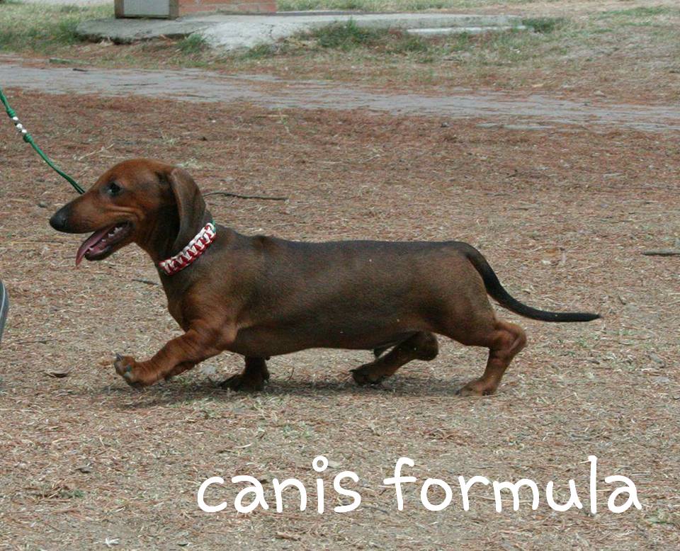 Canis Formula Ares in moviment 3 month