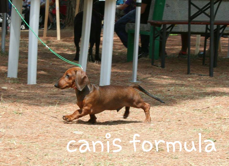 Canis Formula Ares dachshund  standard 3 month