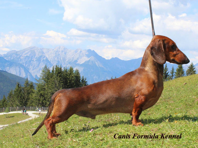 Canis Formula Ares in montagna al fresco