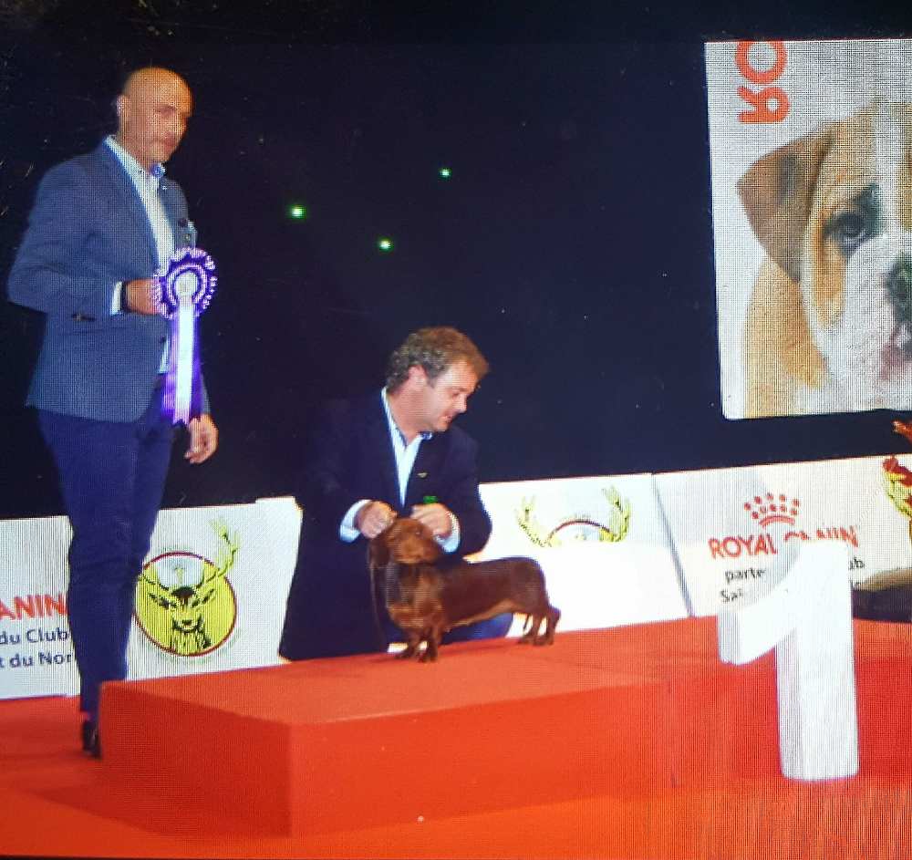Primo posto miglior bassotto International Dog Show DOUAI