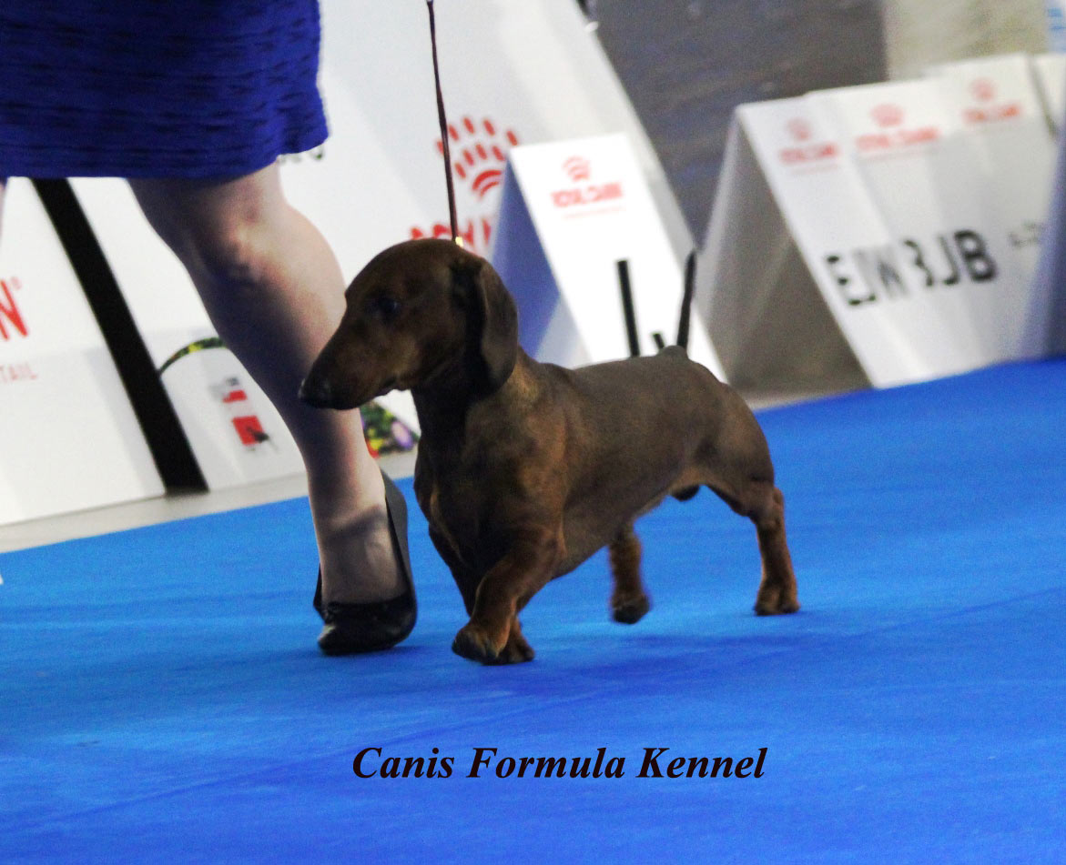 Canis Formula Ares in movimento - Euro Dog Show 2018