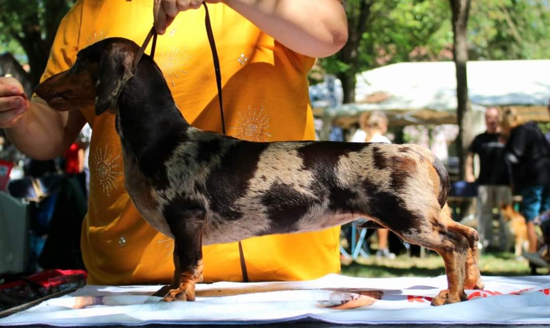 Dachshund miniature smooth haired dapple chocolate