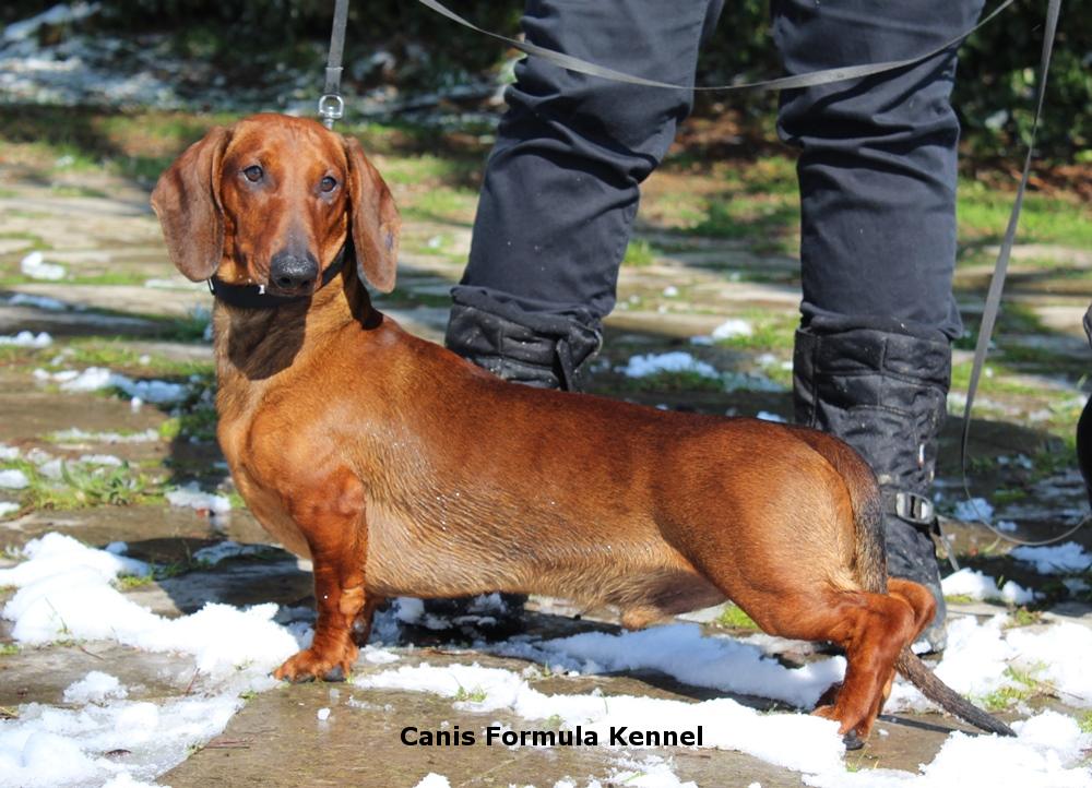 Canis Formula Ares al freddo sulla neve