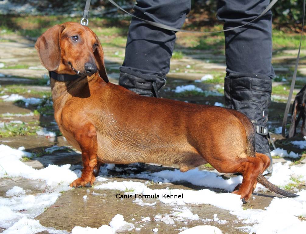 Canis Formula Ares sulla neve