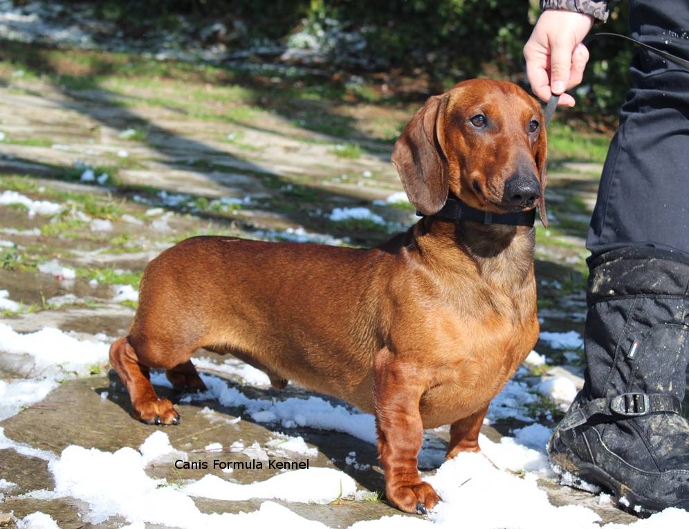 Bassotto Canis Formula Ares sulla neve