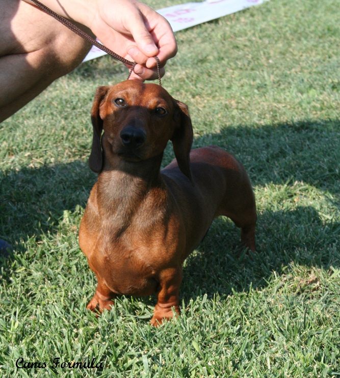 dachshund miniature smooth haired