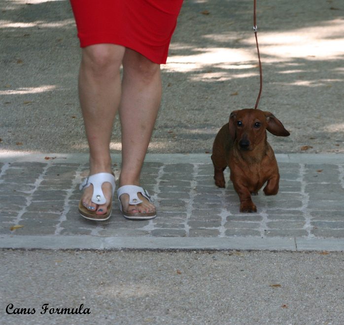dachshund miniature in moviment