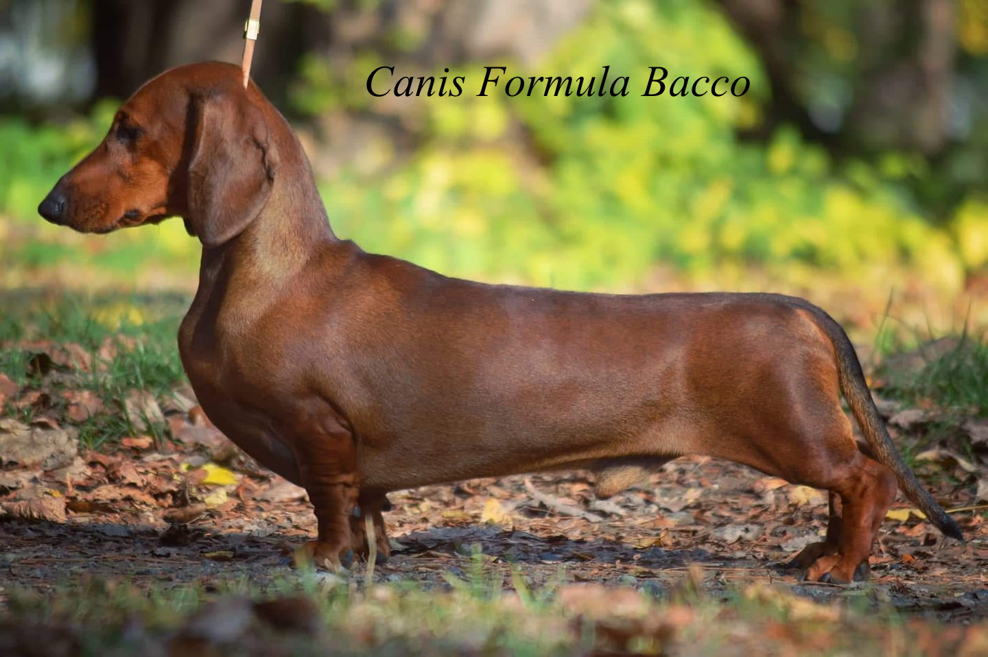 Canis Formula Bacco