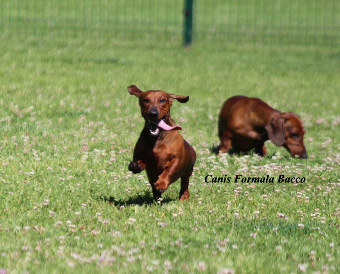 Canis Formula Bacco nel prato