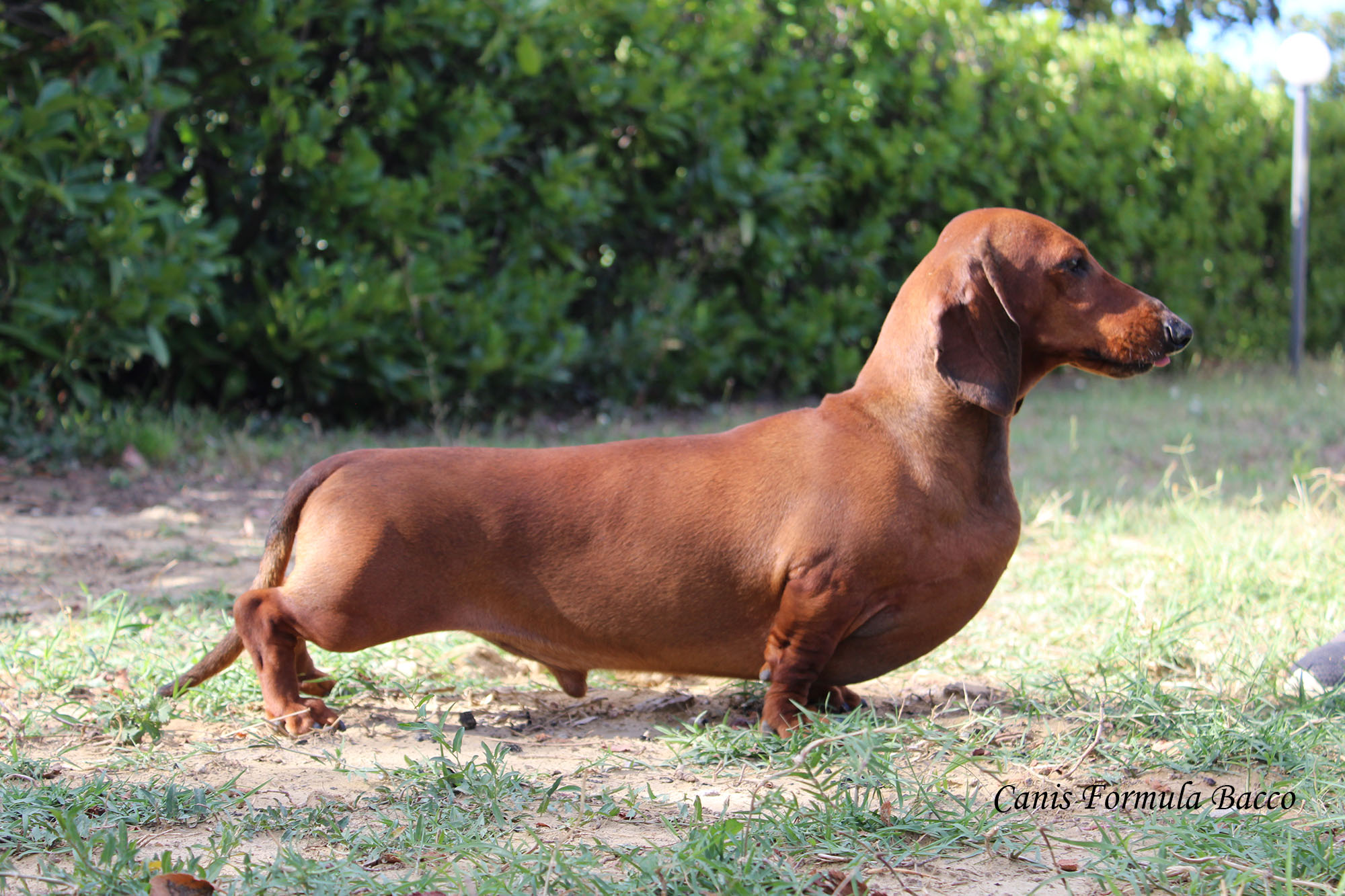 Canis Formula Bacco in posizione