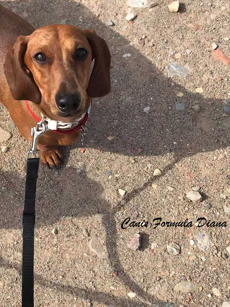 Canis Formula Diana bassotto arlecchino fulvo