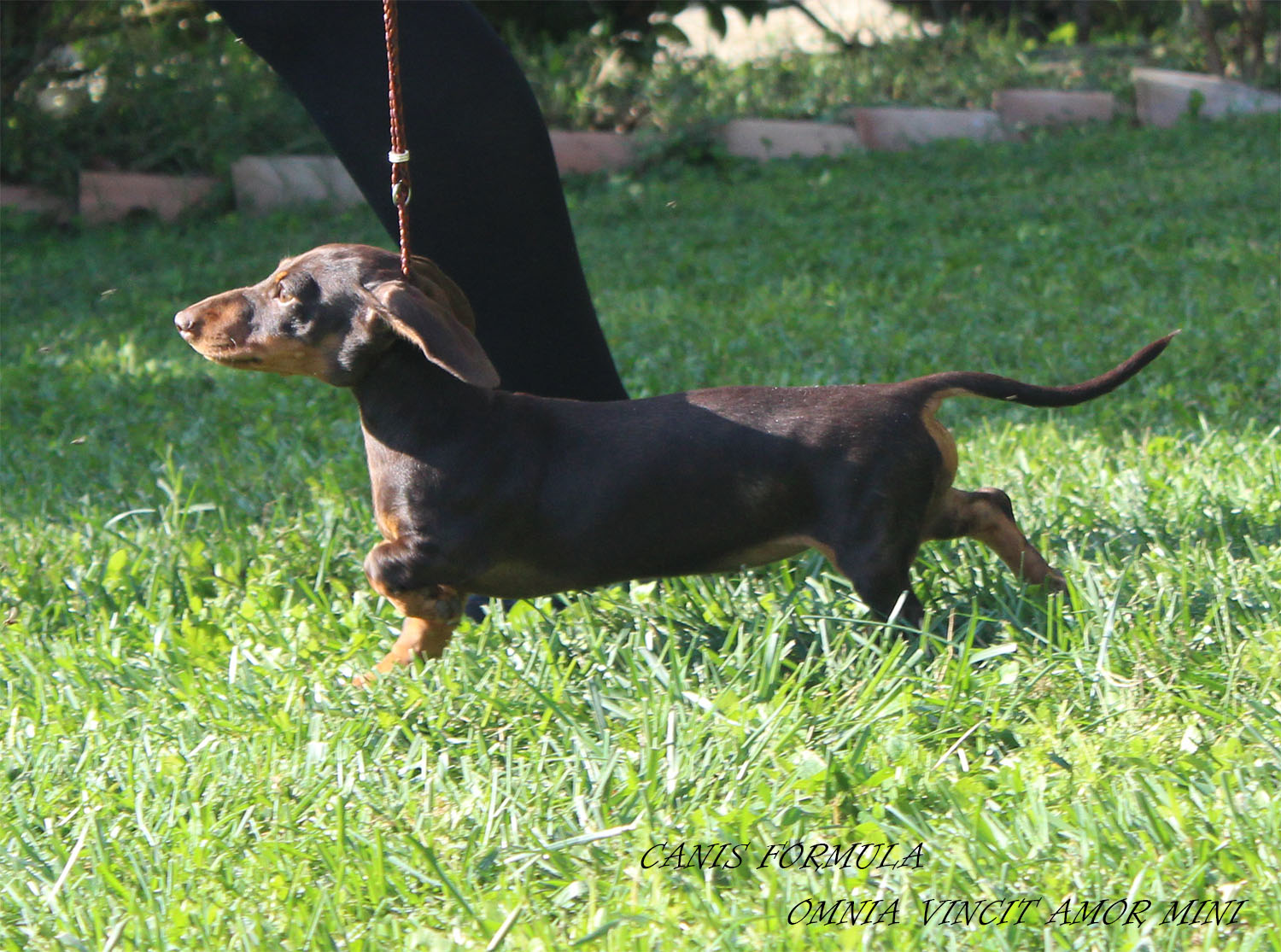 Bassotto Kaninchen cioccolato