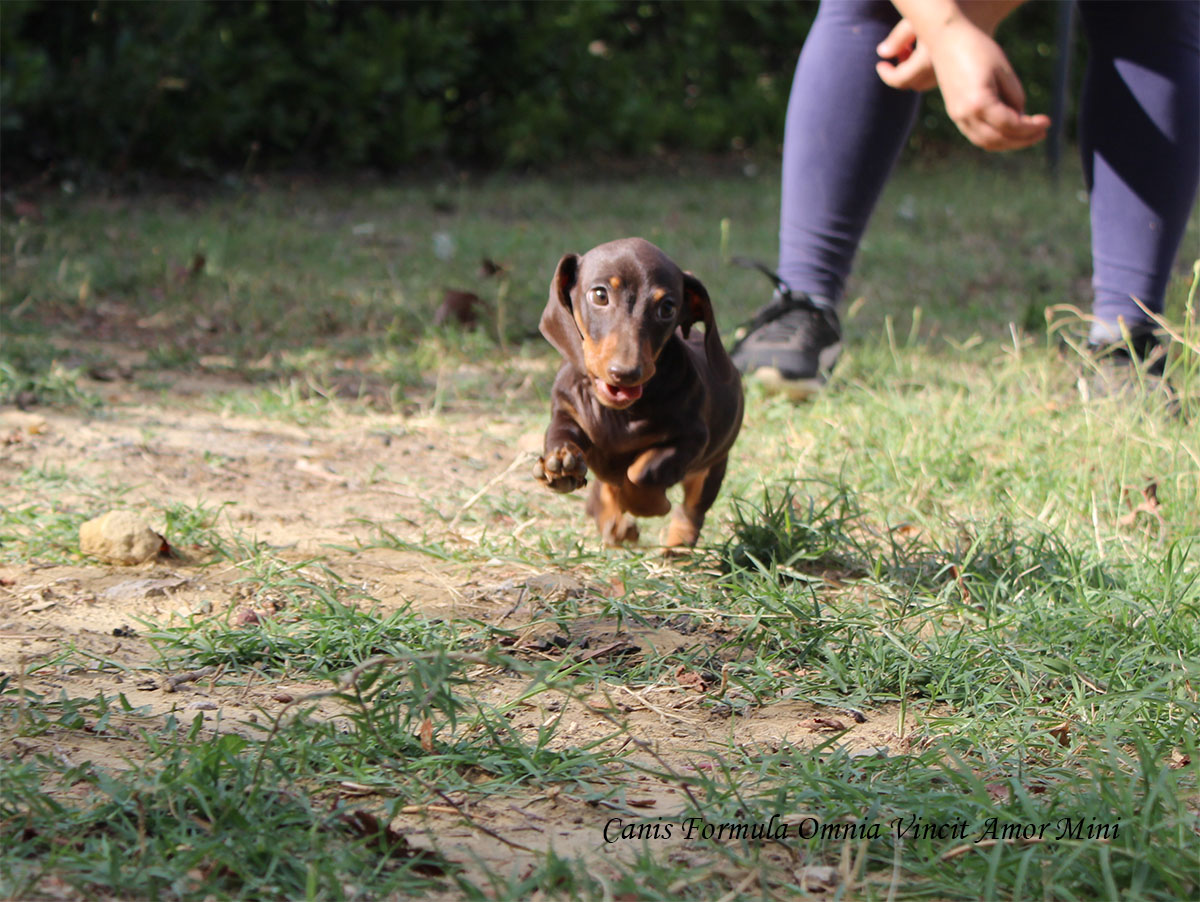 Kaninchen corre nel prato