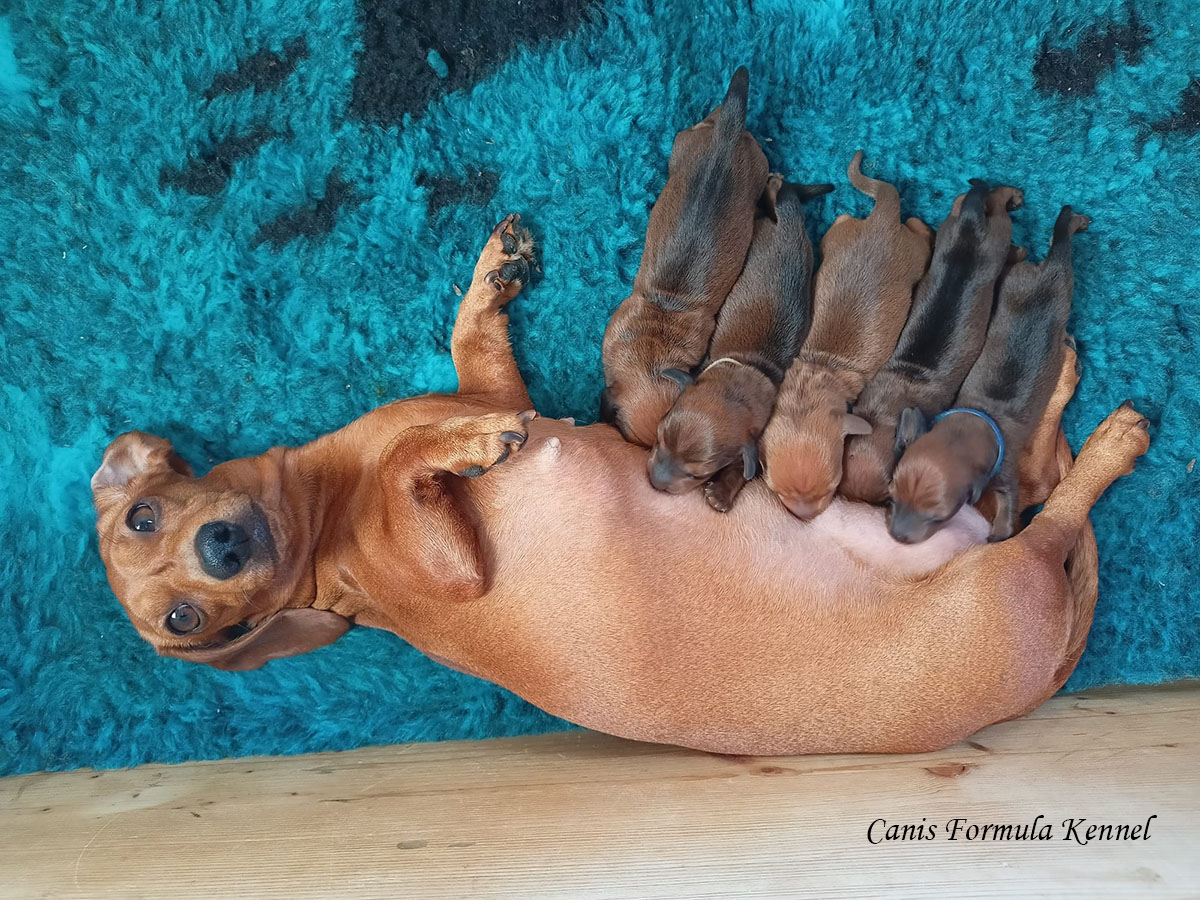 Keninchen Pelo Corto - mamma che allatta