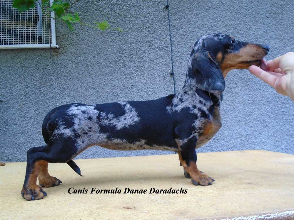 Canis Formula Danae Daradaschs Dapple Silver