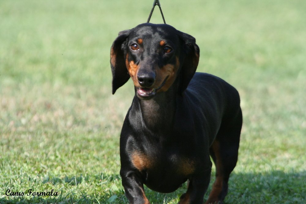 Dachshund Standard Smooth Haired Black And Tan Ermengarda