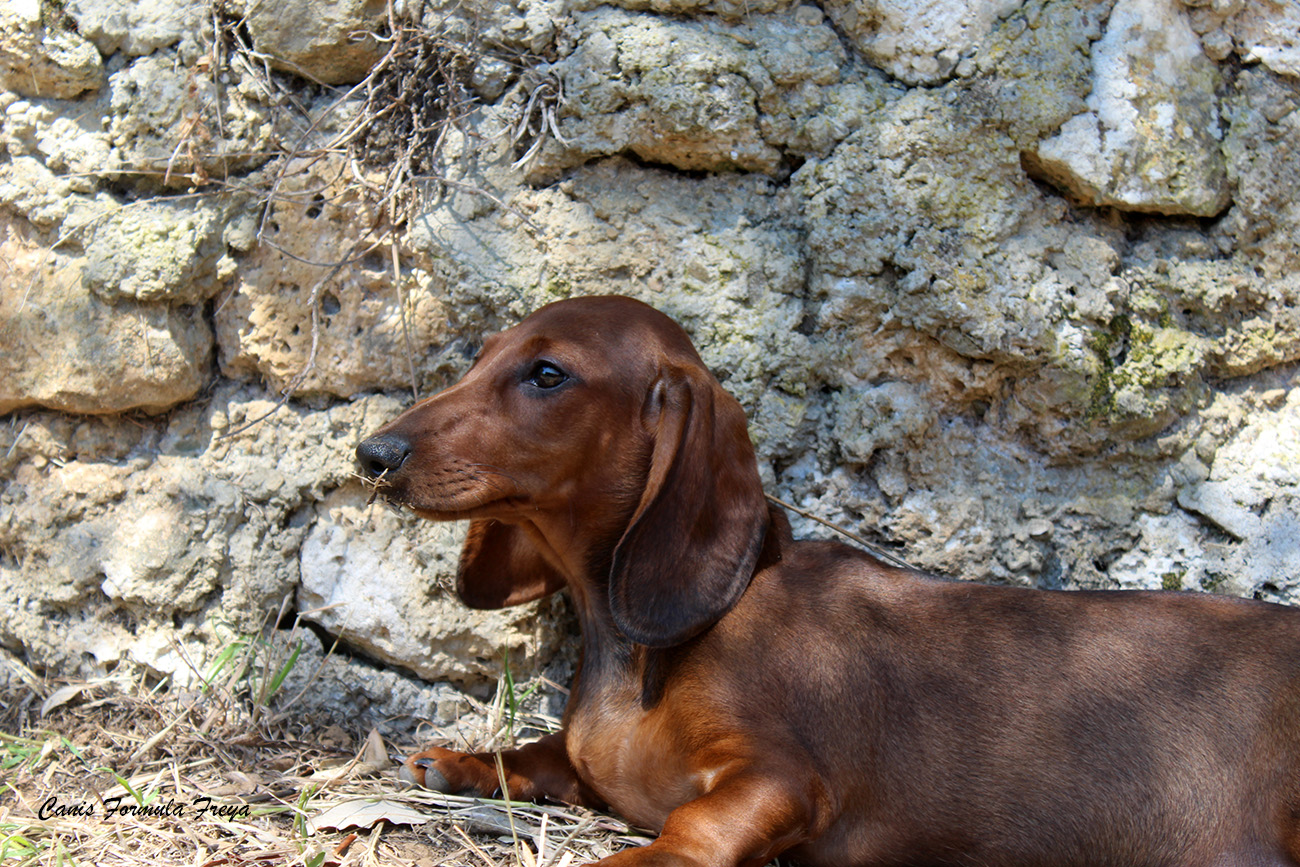 Canis Formula Freya all'ombra