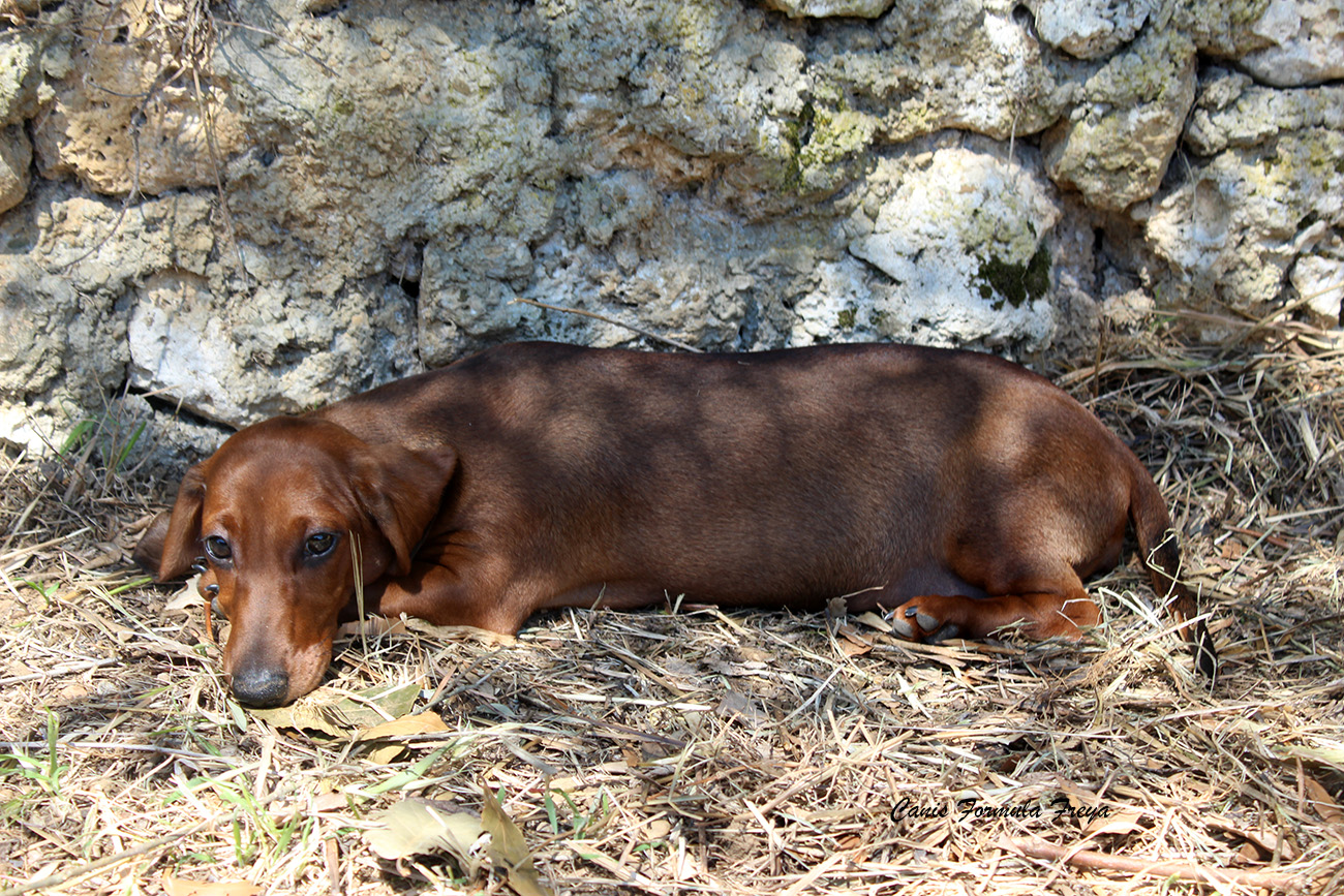 Canis Formula Freya bassotto fulvo