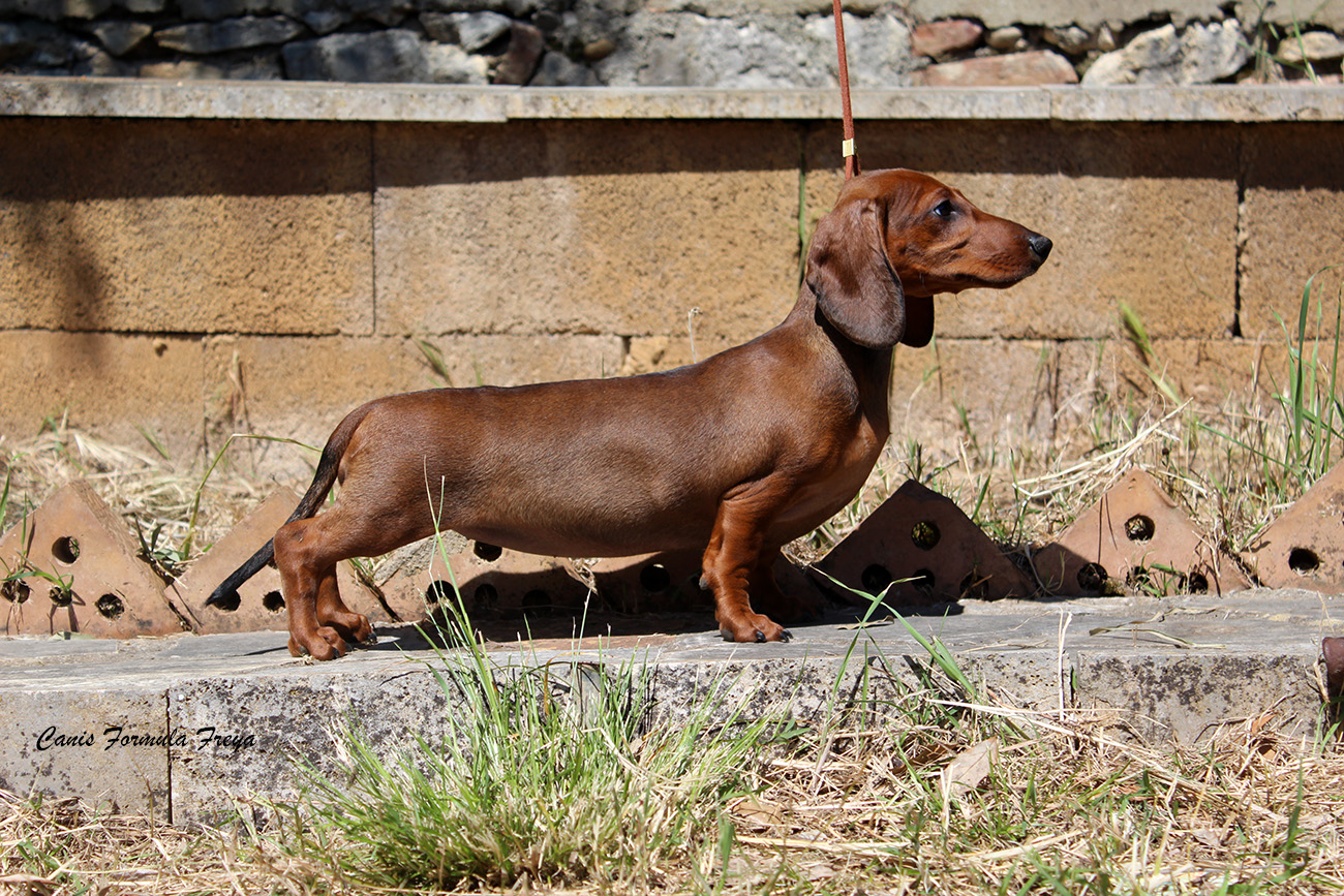 Canis Formula Freya la bella fulva