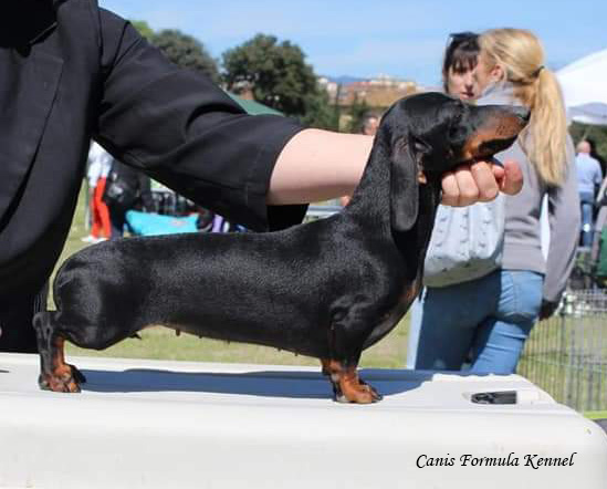 Bassotto Kaninchen nero focato IDS Firenze