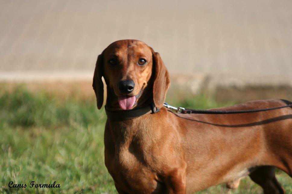 dachshund standard red