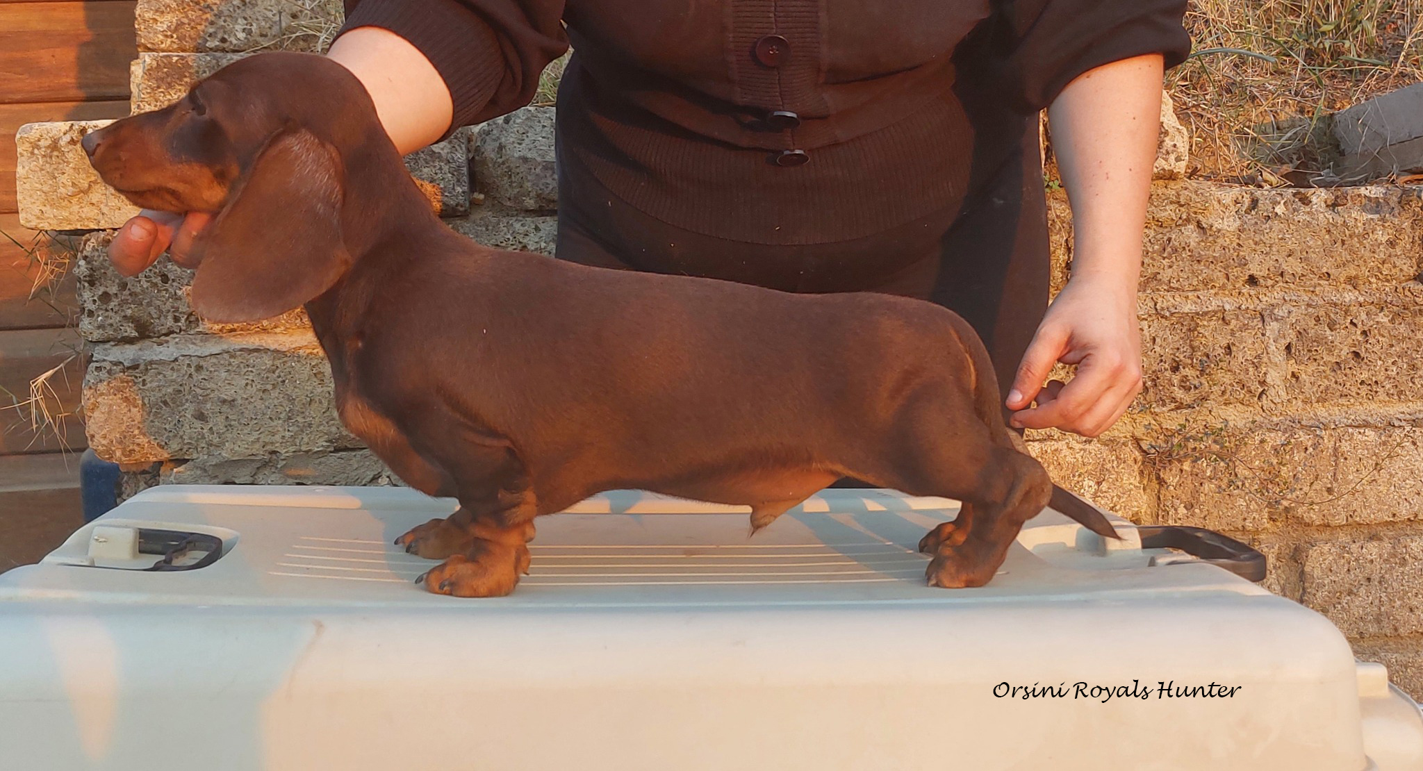 Dachshund miniature male smooth haired chocolate brown and tan