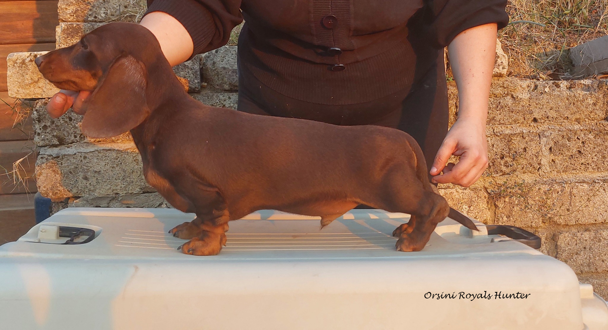 Dachshund miniature smooth haired chocolate brown and tan title=