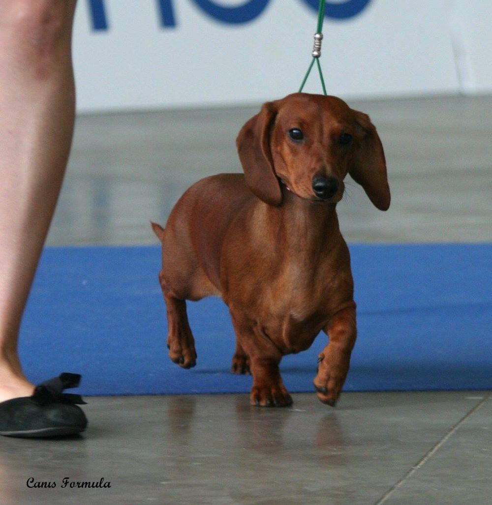 Kurzebeine Italian Pasta Canis Formula standard pelo corto in movimento