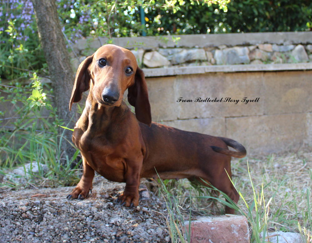 bassotto nel giardino