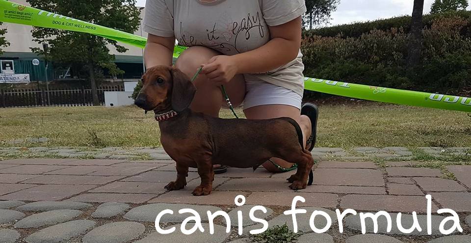 Canis Formula Ares in position 3 month