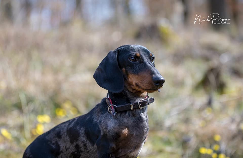 Dachshund dapple silver