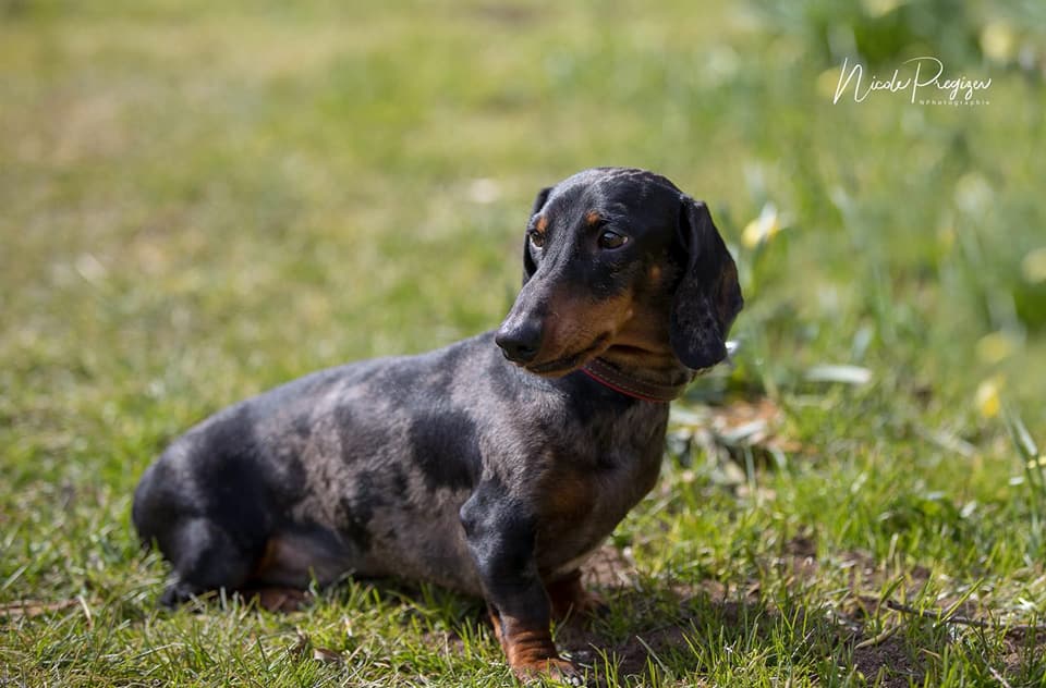 Dachshund dapple