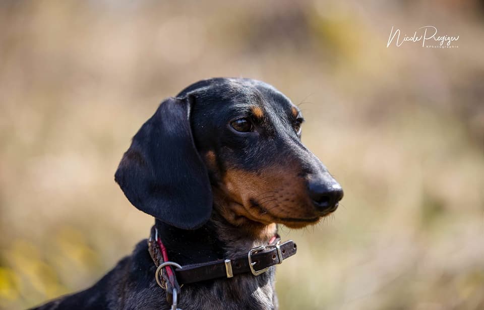 Dachshund miniature dapple