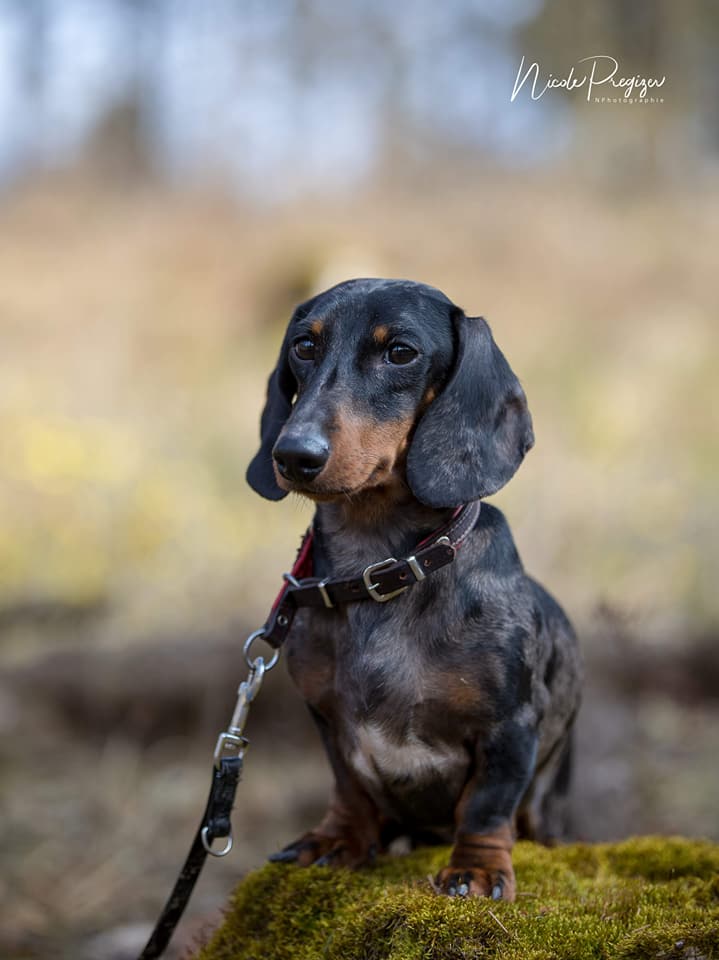 Dachshund miniature smooth haired