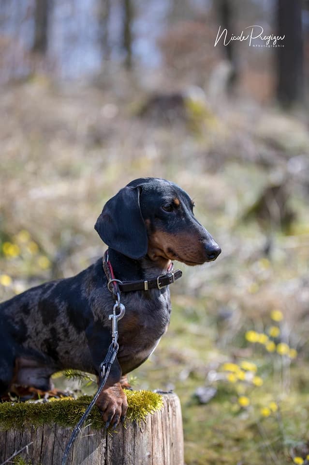 Dachshund silver