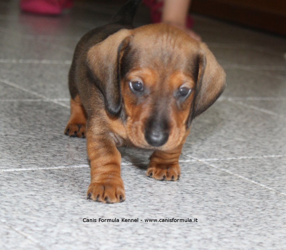 Dachshund friendly