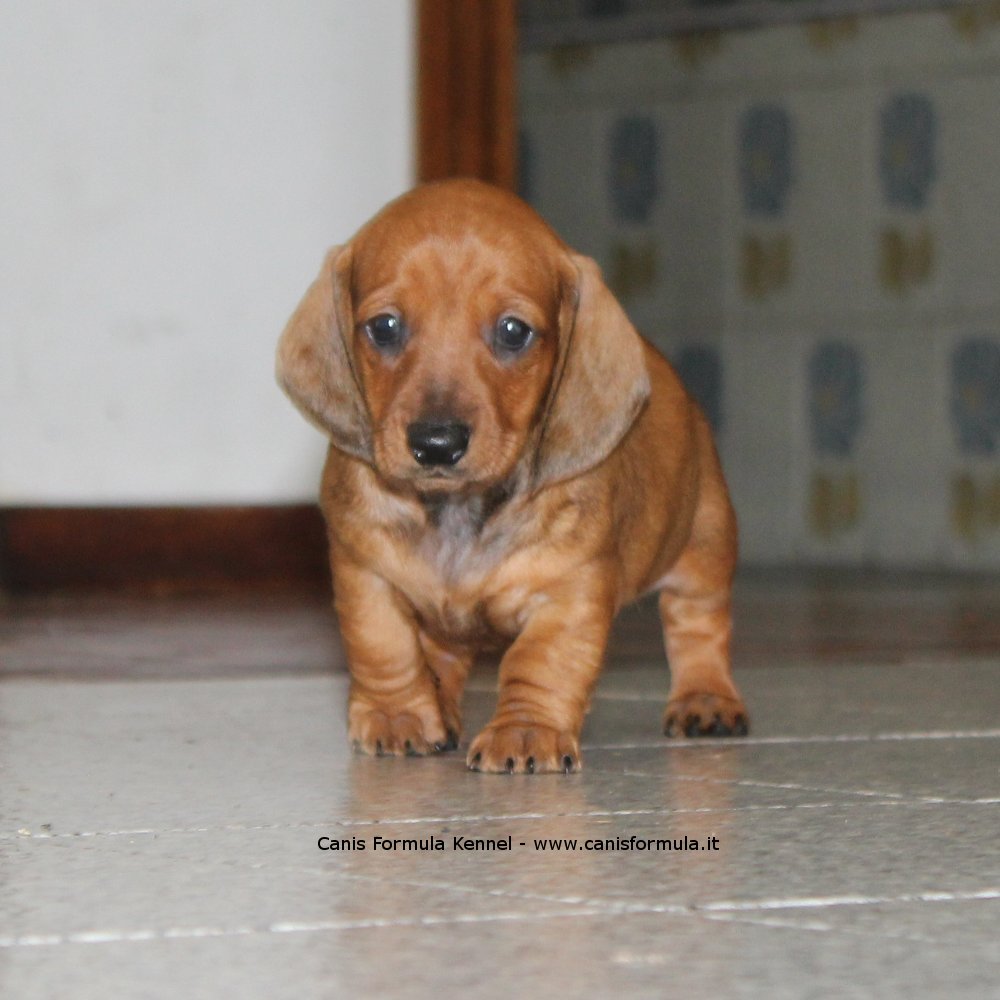 Bassotti cuccioli dolci