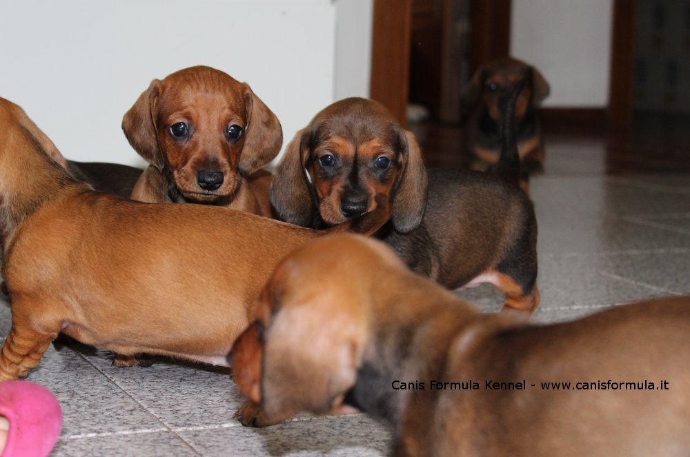 Bassotti cuccioli in gruppo