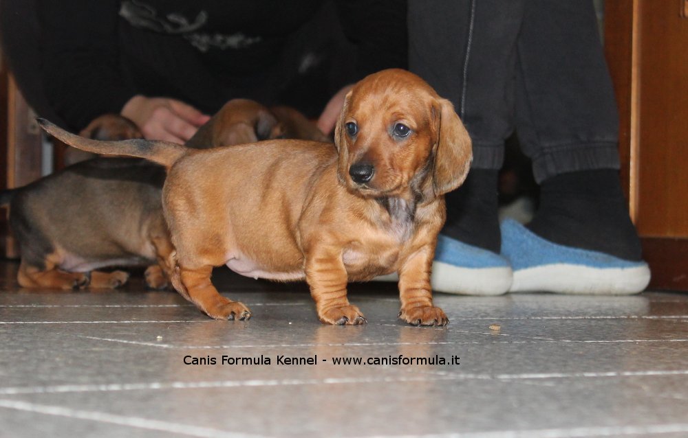 Bassotti cuccioli salciciotti