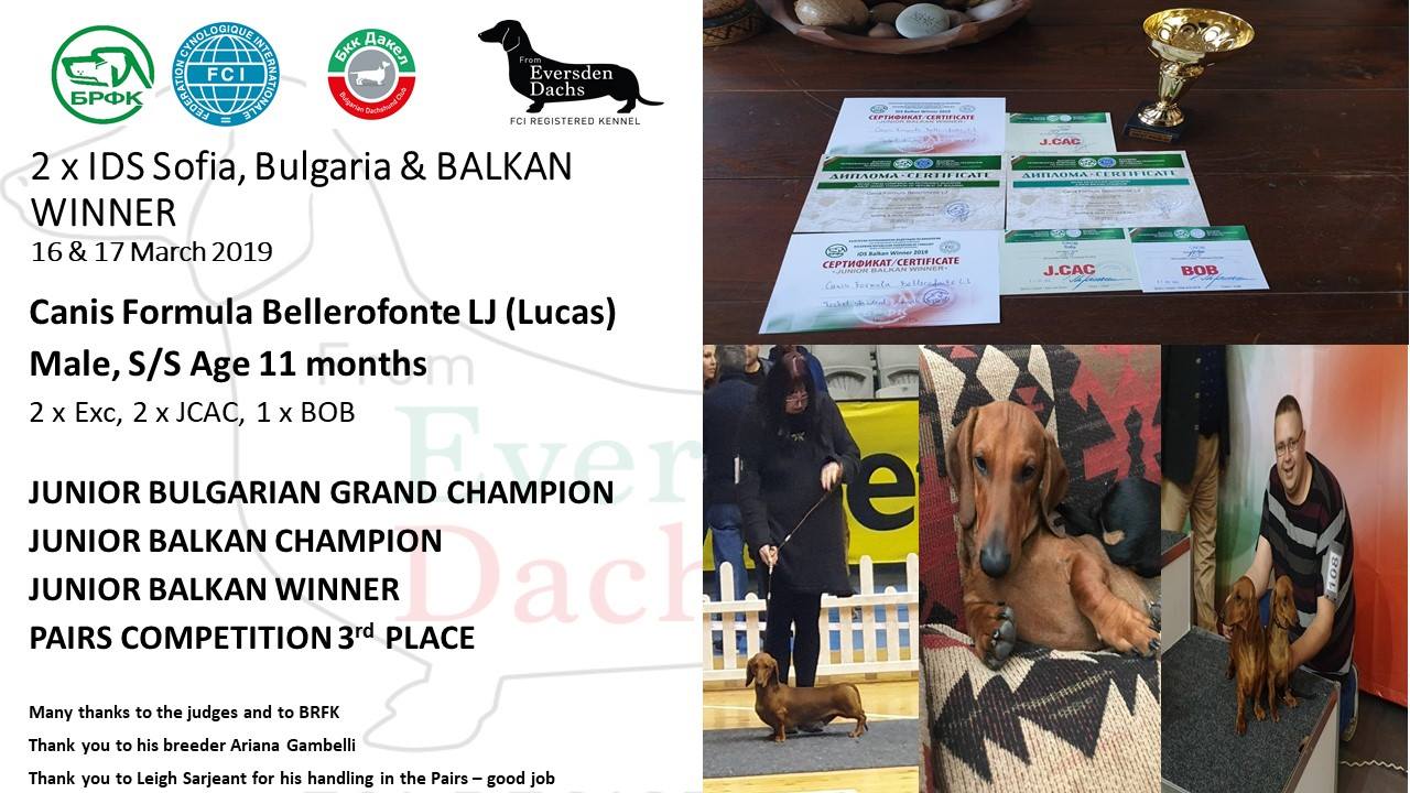 Canis Formula Bellerofonte - Gran Campione Giovane Bulgaro e Balkan Champion Junior