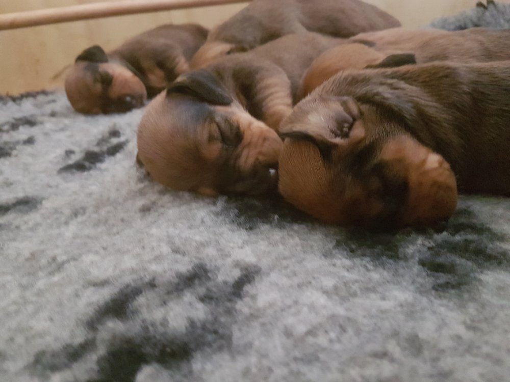 Le prime immagini dei cuccioli di bassotto a pelo corto