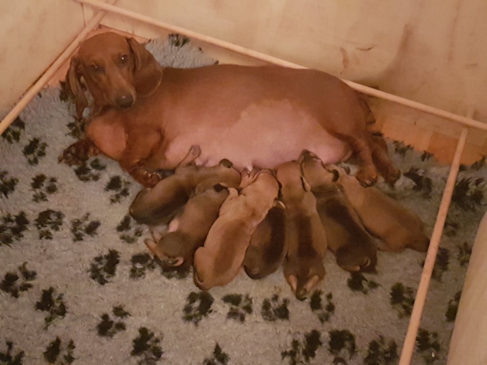 Mamma blanca allatta i piccoli cuccioli