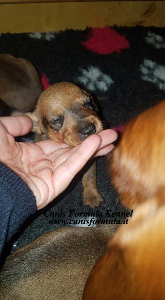 Cuccioli di Bassotti