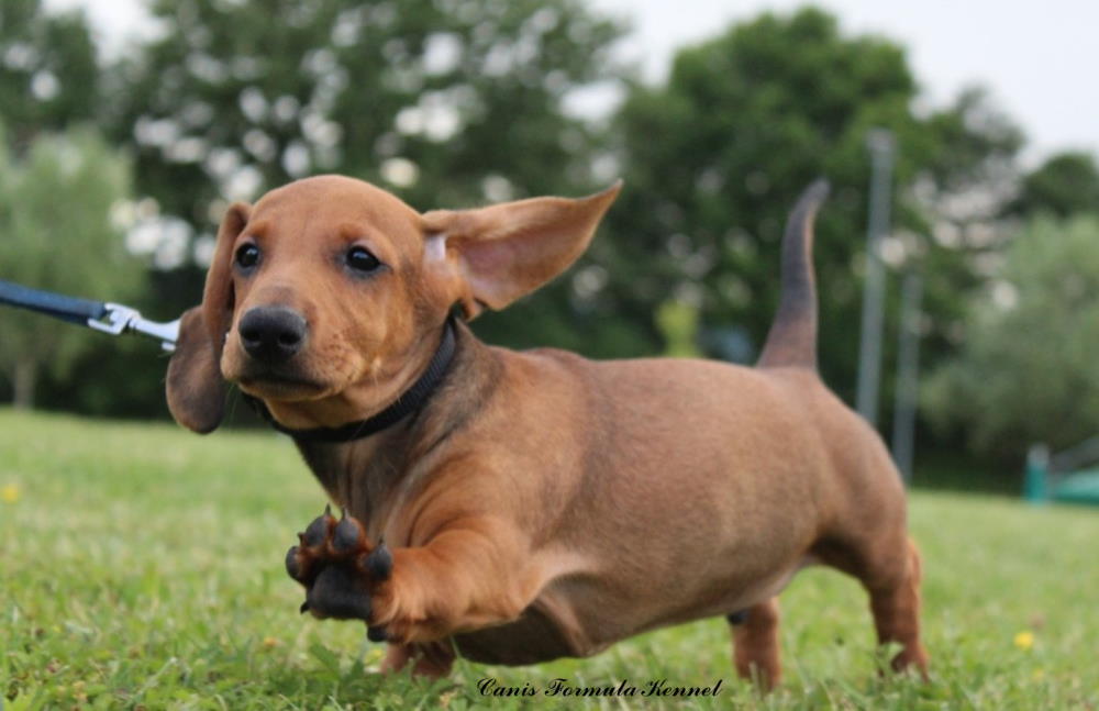 Bassotto da cucciolo che corre nel prato