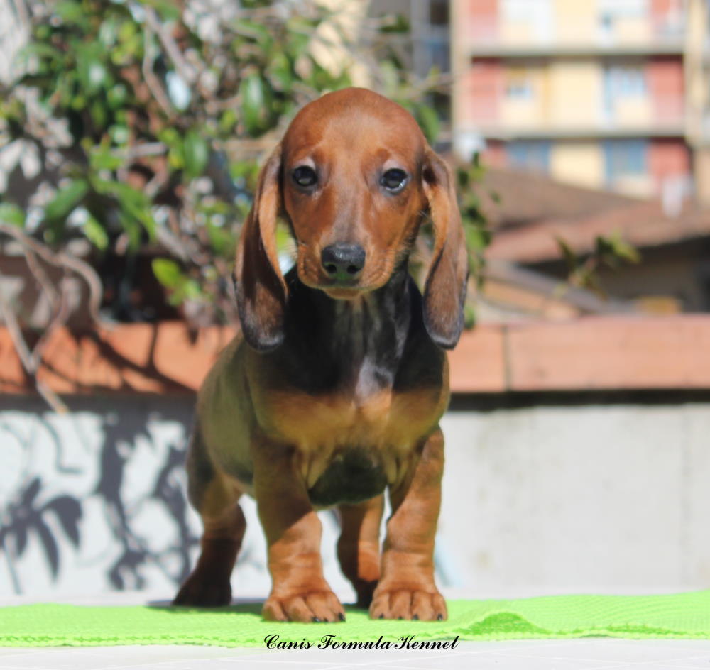 Bassotto da cucciolo in allevamento