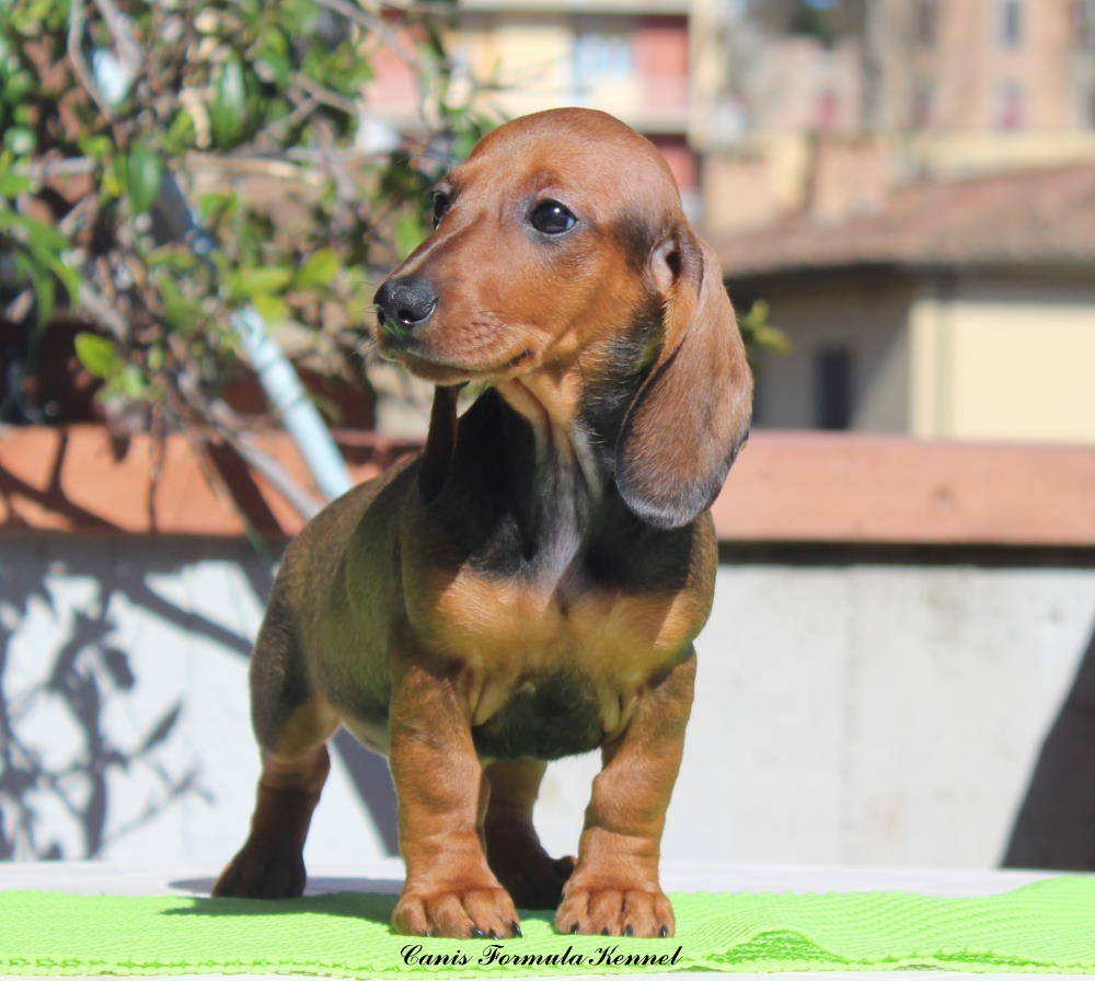 Bassotto da cucciolo disponibile