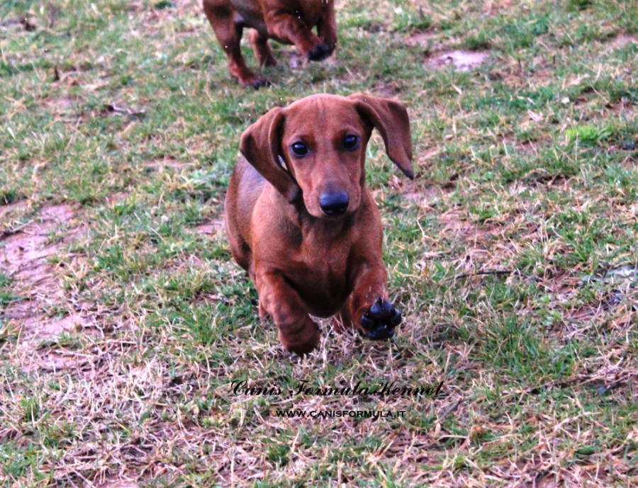 Cuccioli di bassotto in vendita