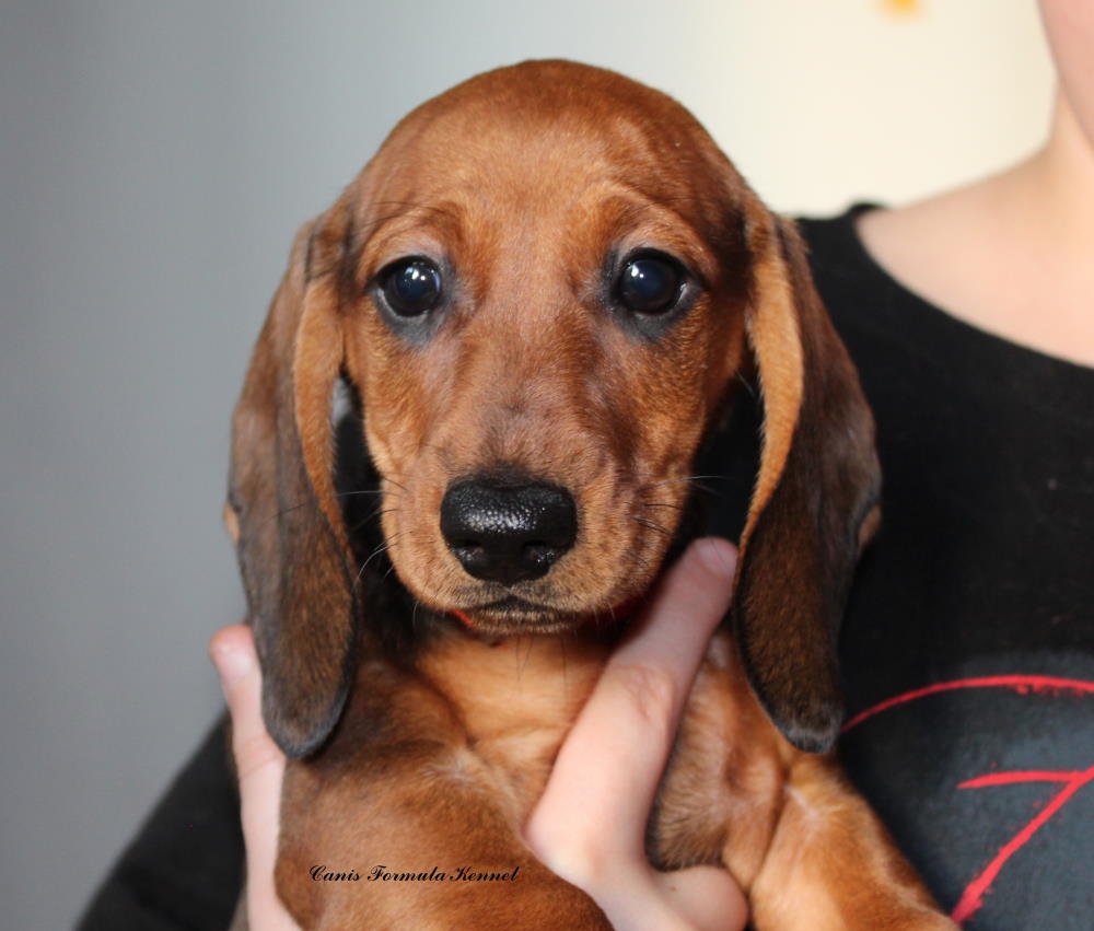 Cuccioli di bassotto